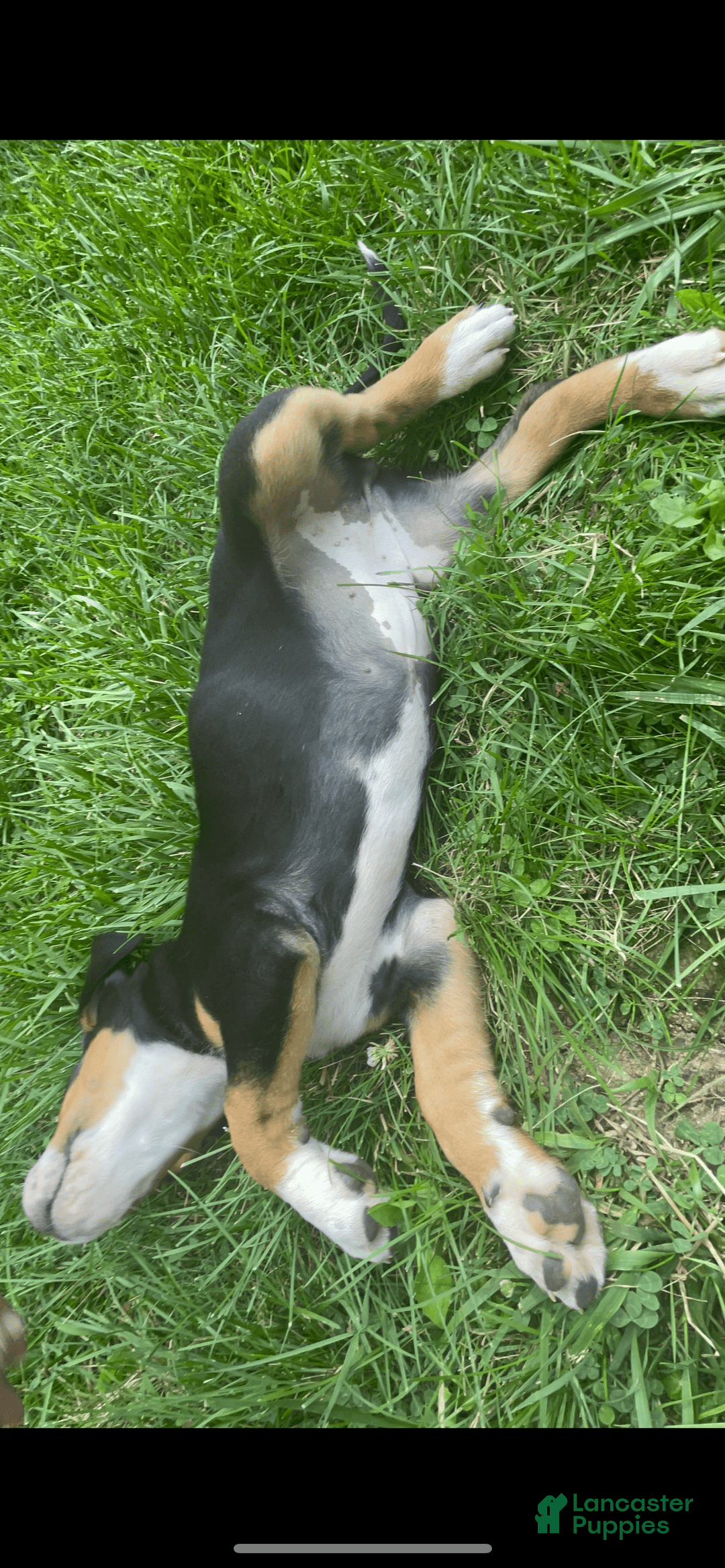 Greater Swiss Mountain Dog dogs for sale: Julep - Image 5