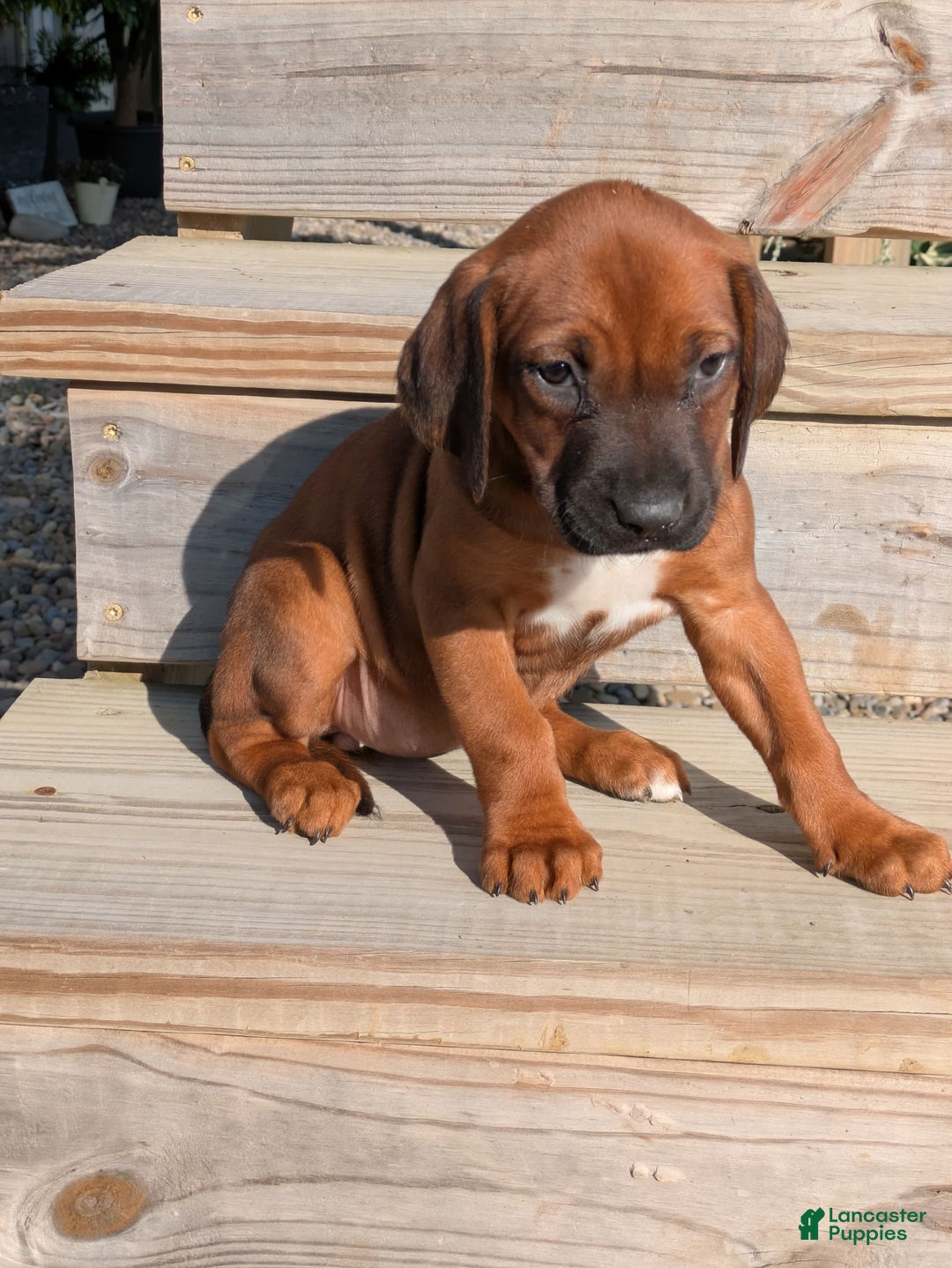Rhodesian Ridgeback dogs for sale: Luna - Image 1