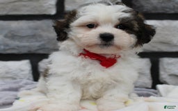Teddy Bear dogs for sale: Alex - Image 3