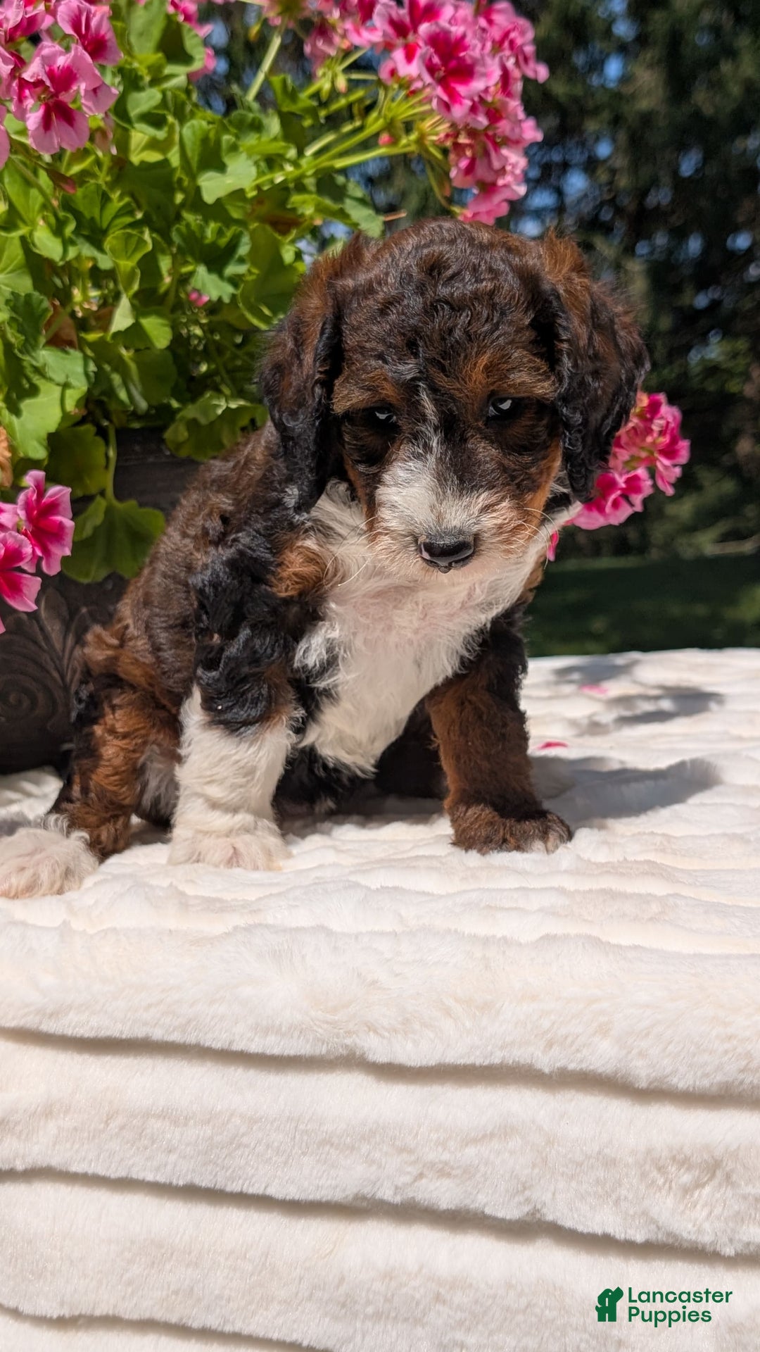 Mini Bernedoodle dogs for sale: Sabrina - Image 5