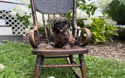 Goldendoodle dogs for sale: Buddy - Image 1