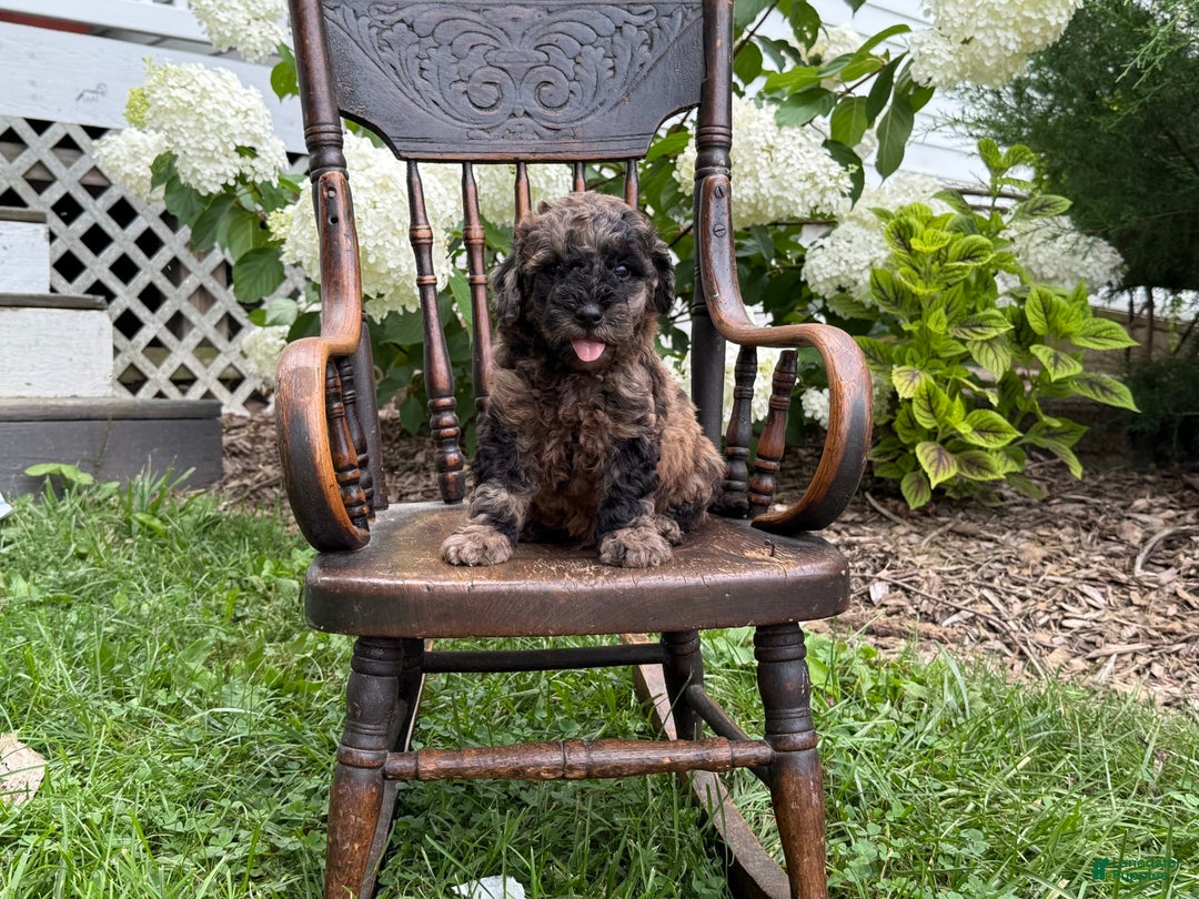 Goldendoodle dogs for sale: Buddy - Image 1