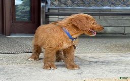Goldendoodle dogs for sale: Ranger - Image 10