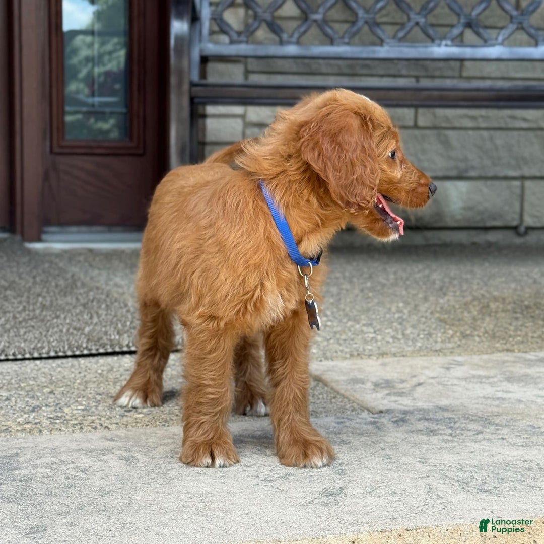 Goldendoodle dogs for sale: Ranger - Image 10