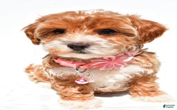 Maltipoo dogs for sale: Dixie - Image 4