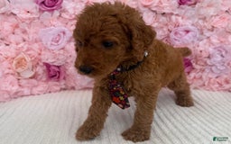 Standard Poodle dogs for sale: Tony AKC - Image 4