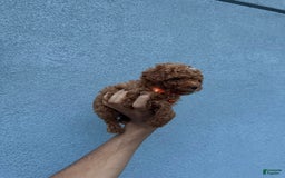 Toy Poodle dogs for sale: Teacup Dylan - Image 3