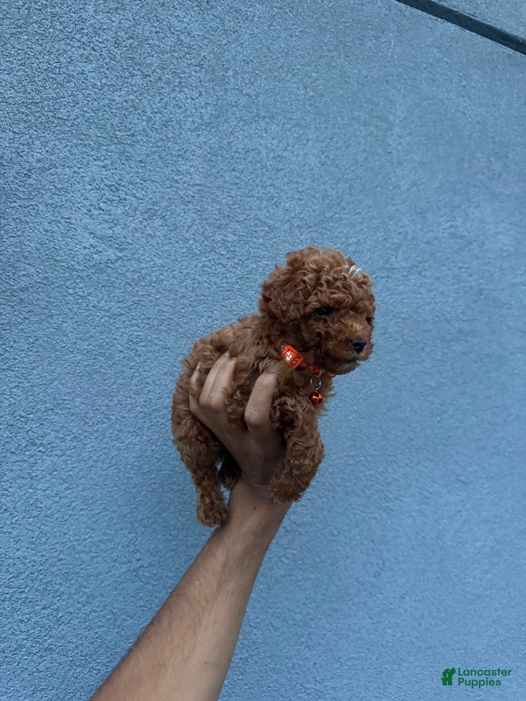Toy Poodle dogs for sale: Teacup Dylan - Image 3