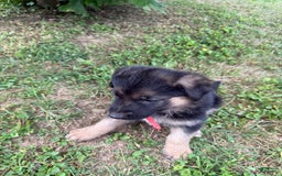 German Shepherd dogs for sale: Red - Image 12