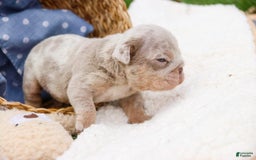 English Bulldog dogs for sale: Turbo - Image 1