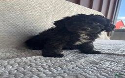 Mini Aussiedoodle dogs for sale: Harper - Image 1