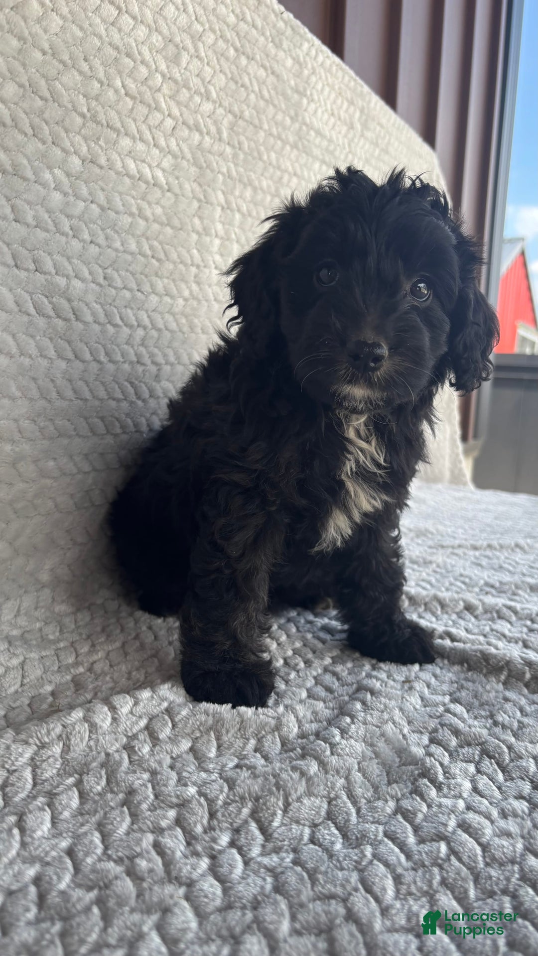 Mini Aussiedoodle dogs for sale: Harper - Image 1