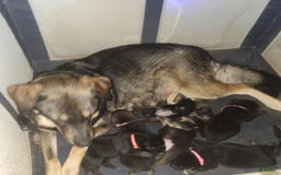 Tibetan Mastiff dogs for sale: Tortellini - Image 7