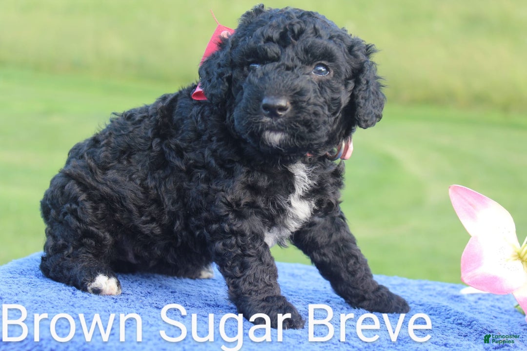 Spanish Water Dog dogs for sale: Maple Brown Sugar - Image 2