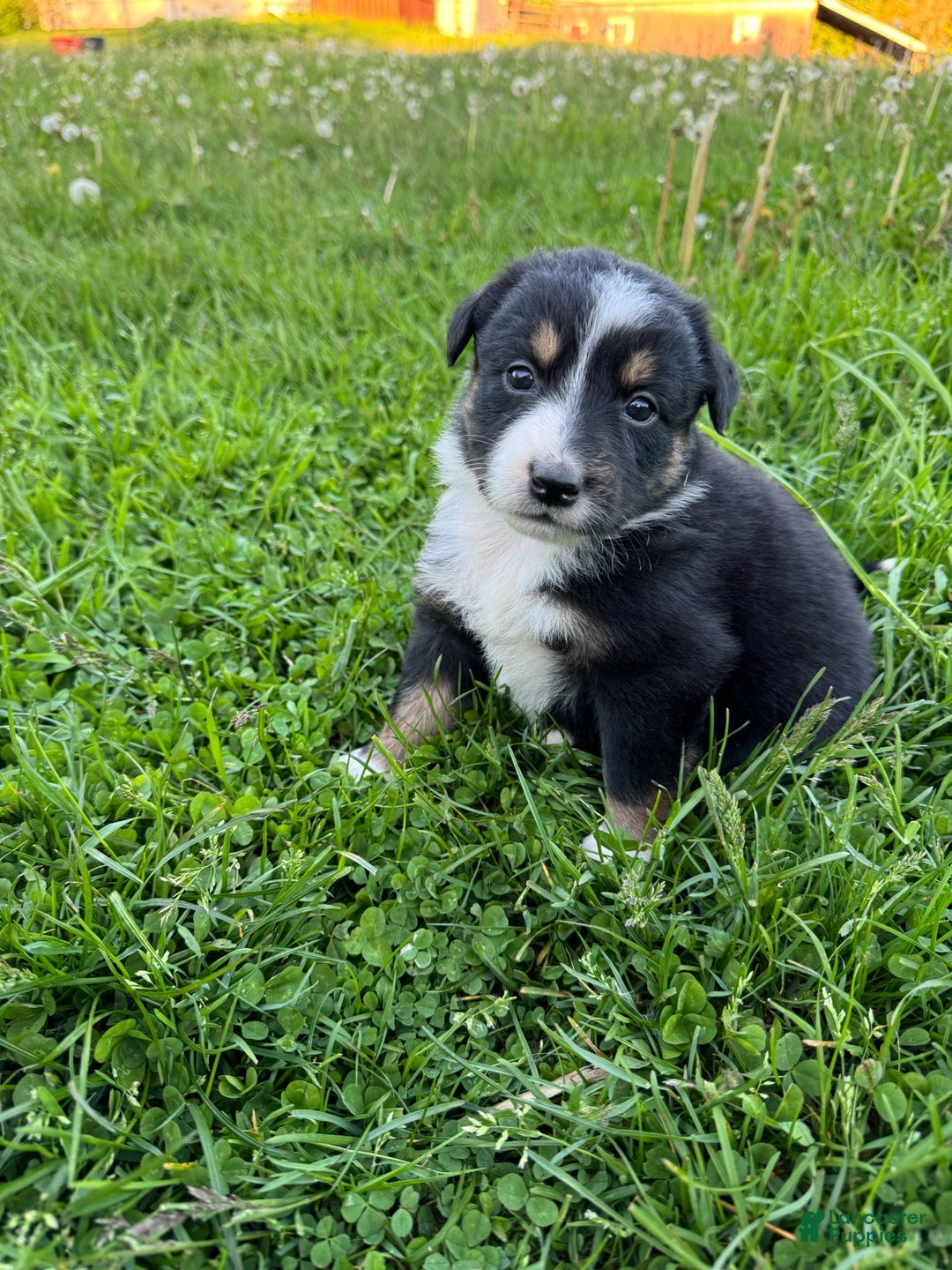 Australian Shepherd dogs for sale: Ahsoko - Image 9