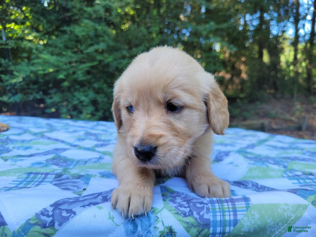 Golden Retriever dogs for sale: SHELLY - Image 13