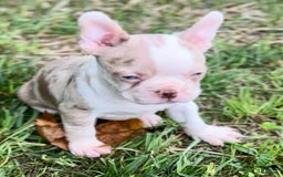 Frenchton dogs for sale: Frankie - Image 1