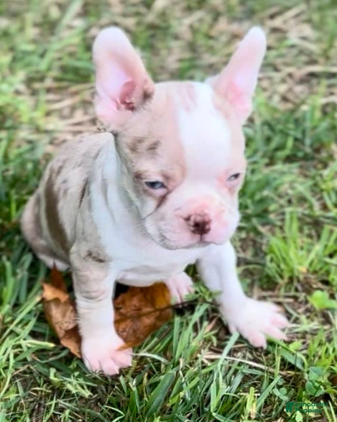 Frenchton dogs for sale: Frankie - Image 1