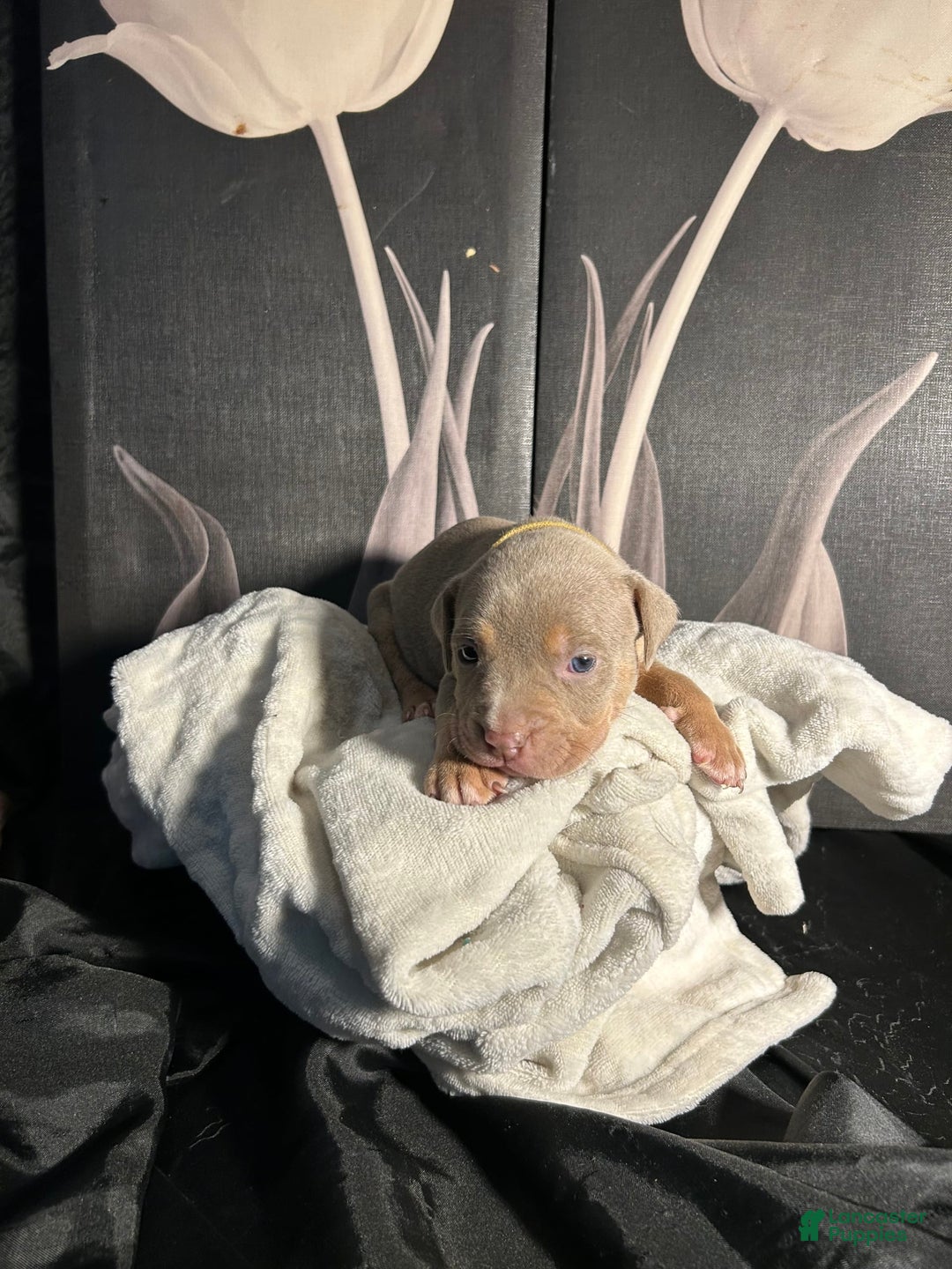 American Bully dogs for sale: Tweety Bird - Image 10