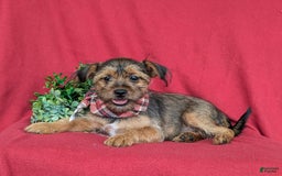 Shorkie dogs for sale: Cruz 9 Lbs Full Grown - Image 11