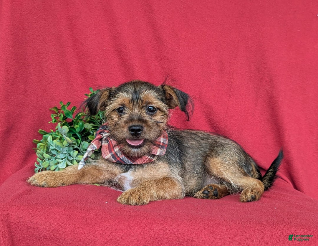 Shorkie dogs for sale: Cruz 9 Lbs Full Grown - Image 11