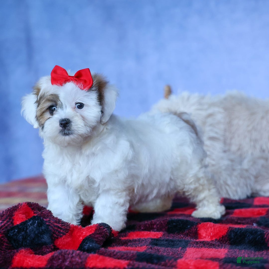 Shihpoo dogs for sale: Sage - Image 17