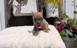 French Bulldog dogs for sale: Tessa - Image 12