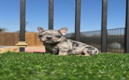 French Bulldog dogs for sale: Riri - Image 7