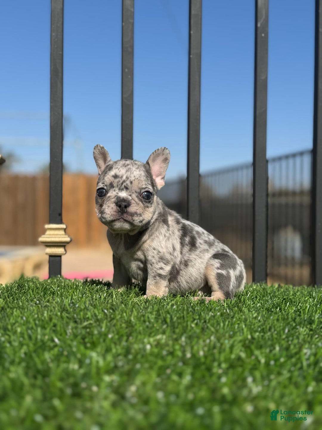French Bulldog dogs for sale: Riri - Image 7