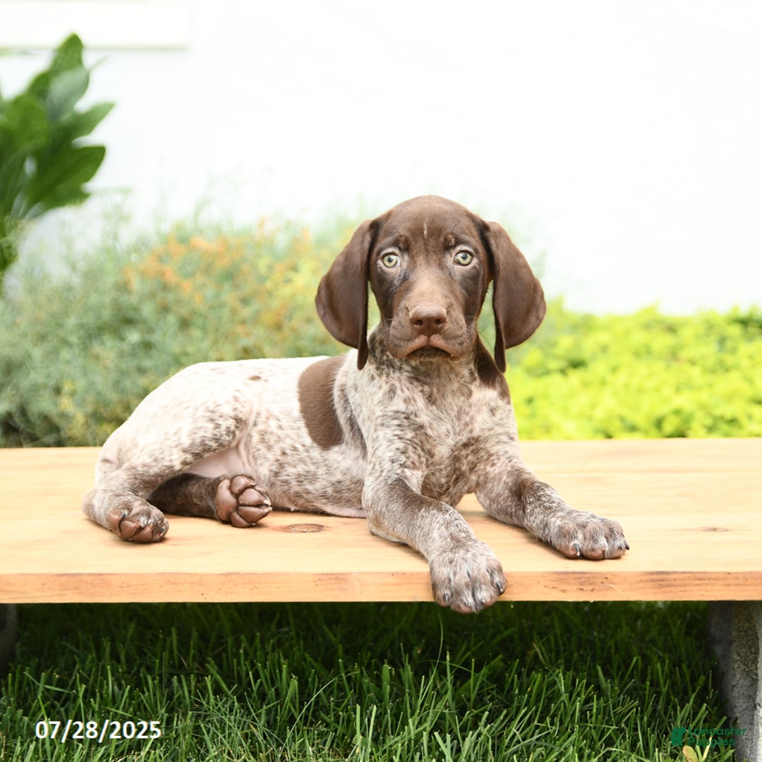 German Shorthaired Pointer dogs for sale: Jade - Image 1