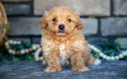 Havapoo dogs for sale: Cooper - Image 4