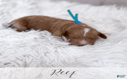 Mini Goldendoodle dogs for sale: Reef - Image 9