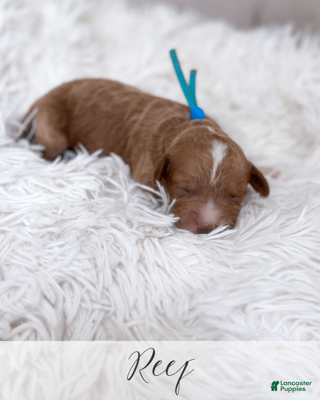 Mini Goldendoodle dogs for sale: Reef - Image 9