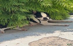 Boston Terrier dogs for sale: Marcy - Image 4