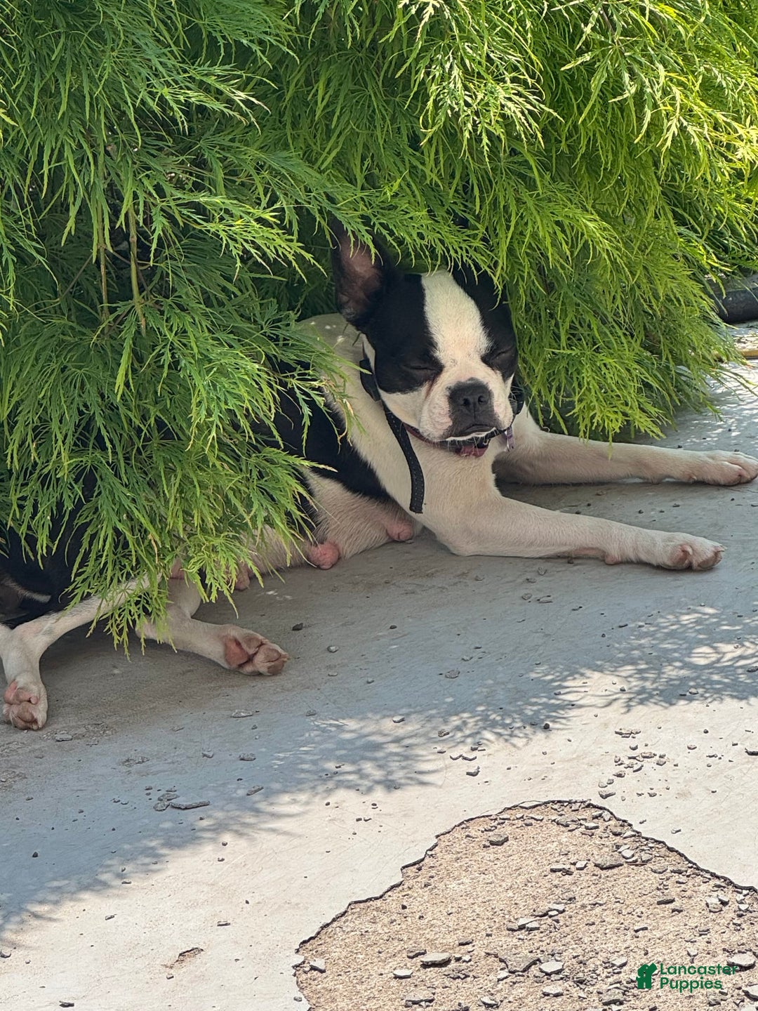 Boston Terrier dogs for sale: Marcy - Image 4