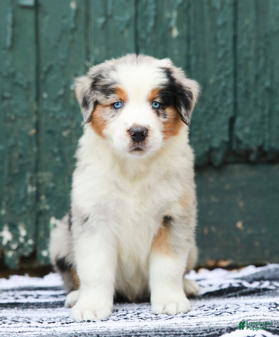 Australian Shepherd dogs for sale: Forest - Image 7