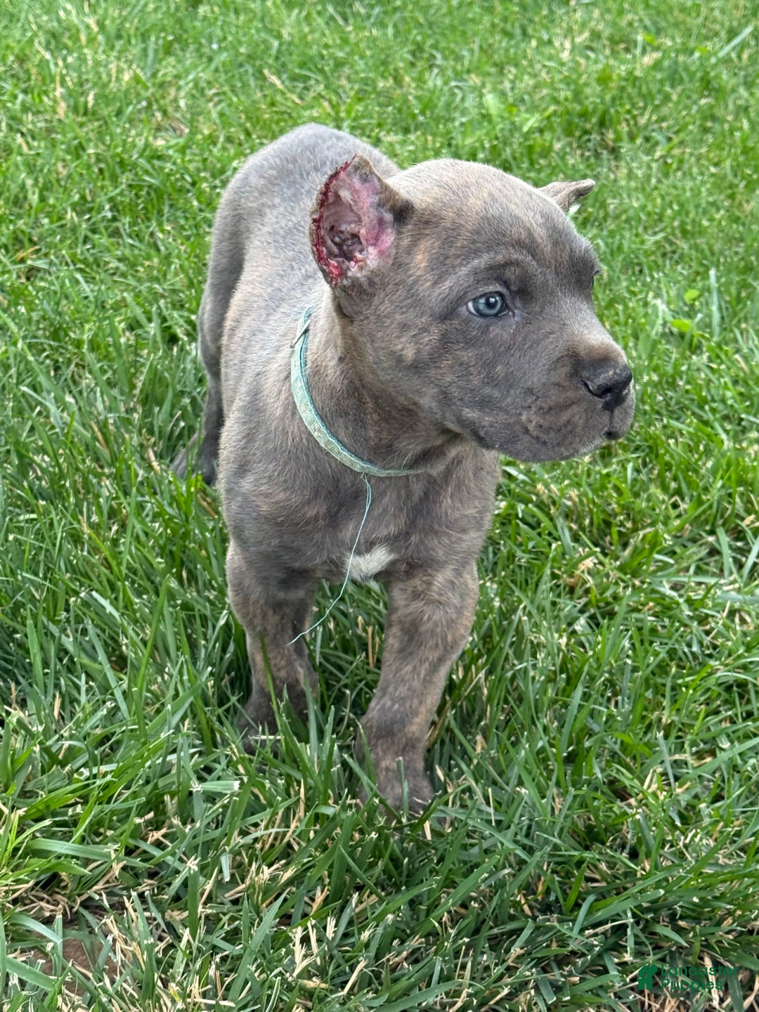 Cane Corso dogs for sale: Blu - Image 4