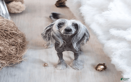 Chinese Crested dogs for sale: Hypnotic - Image 7