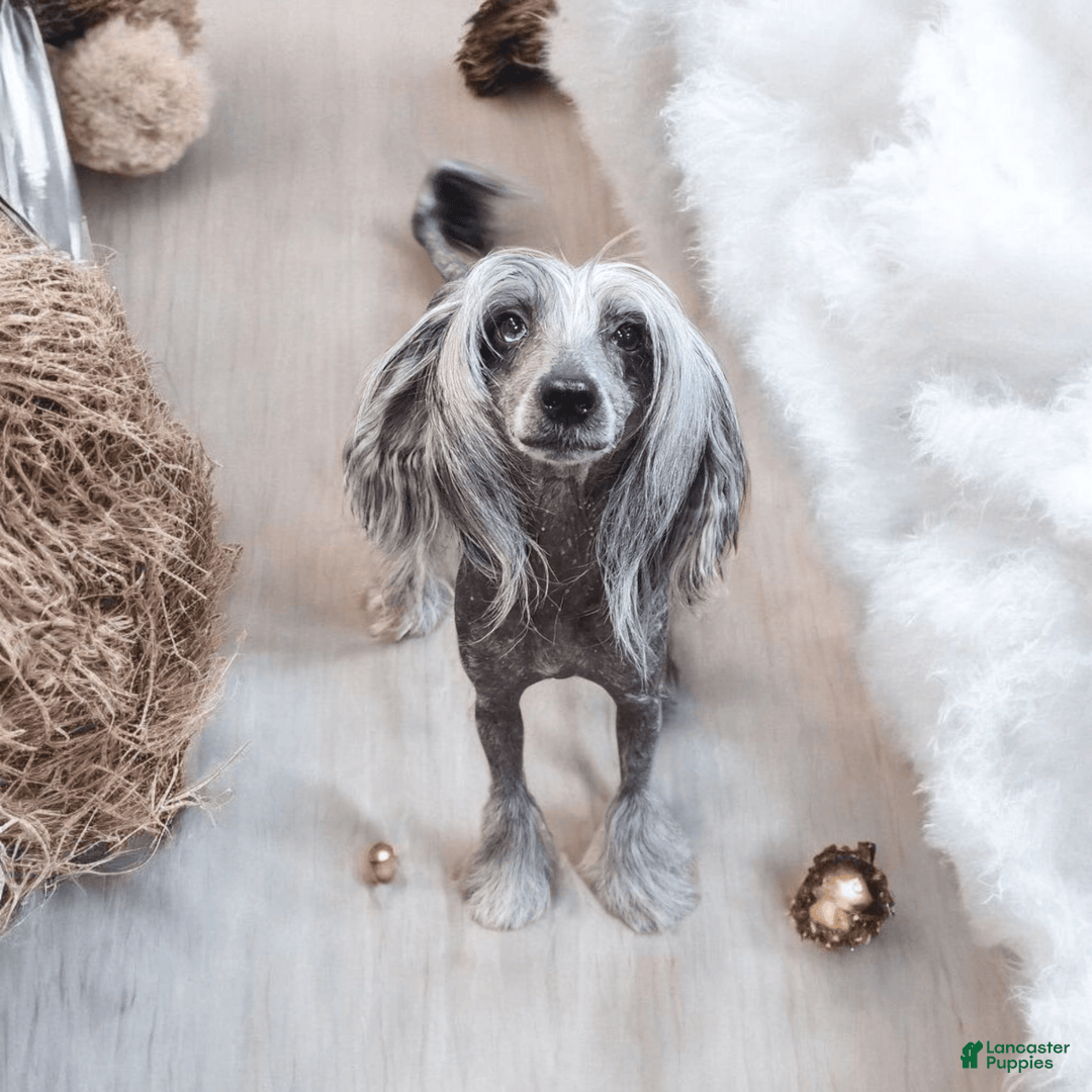 Chinese Crested dogs for sale: Hypnotic - Image 7