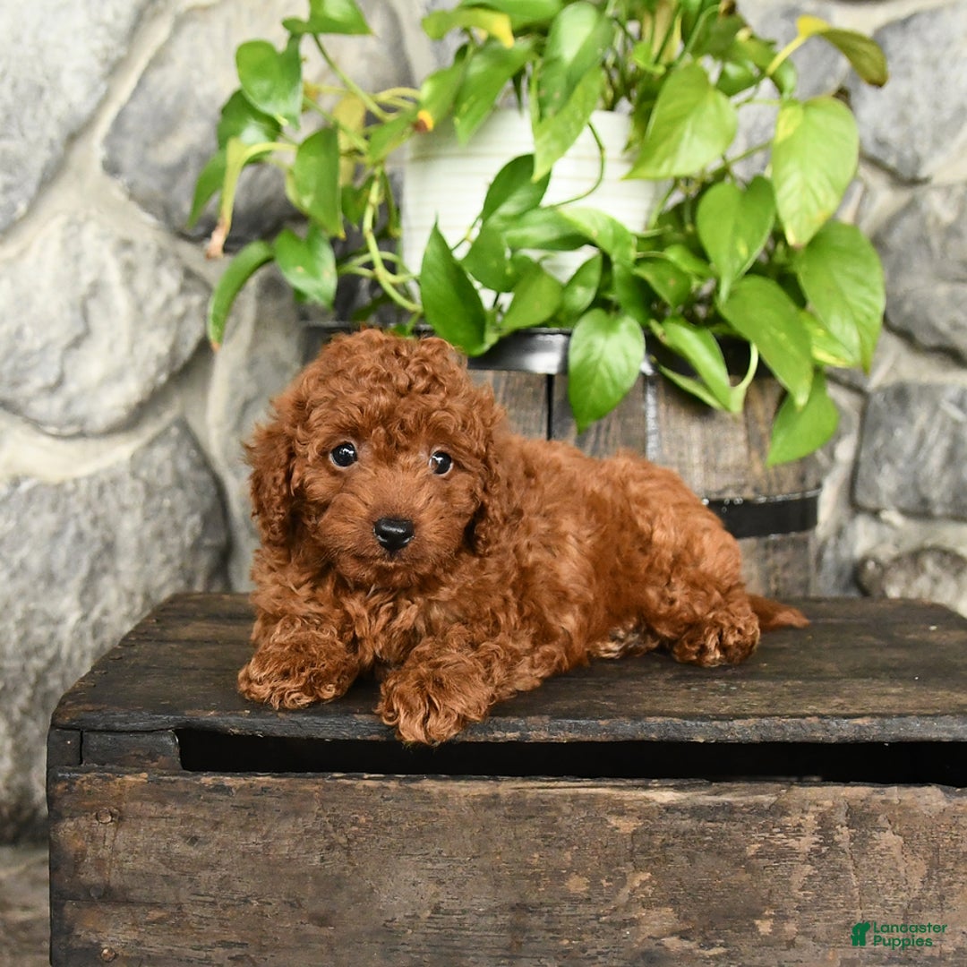 Cockapoo dogs for sale: Winston - Image 4