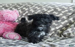 Shorkie dogs for sale: Charles - Image 8