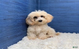Maltipoo dogs for sale: Rebecca - Image 6