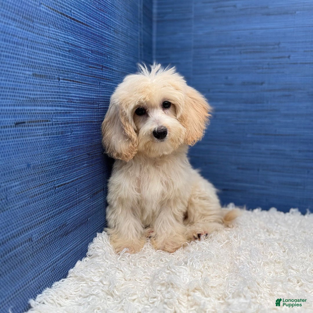 Maltipoo dogs for sale: Rebecca - Image 6