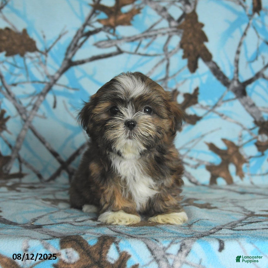 Shih Tzu dogs for sale: Roxy - Image 2