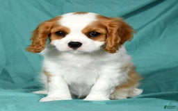 Cavalier King Charles Spaniel dogs for sale: Isaiah - Image 7
