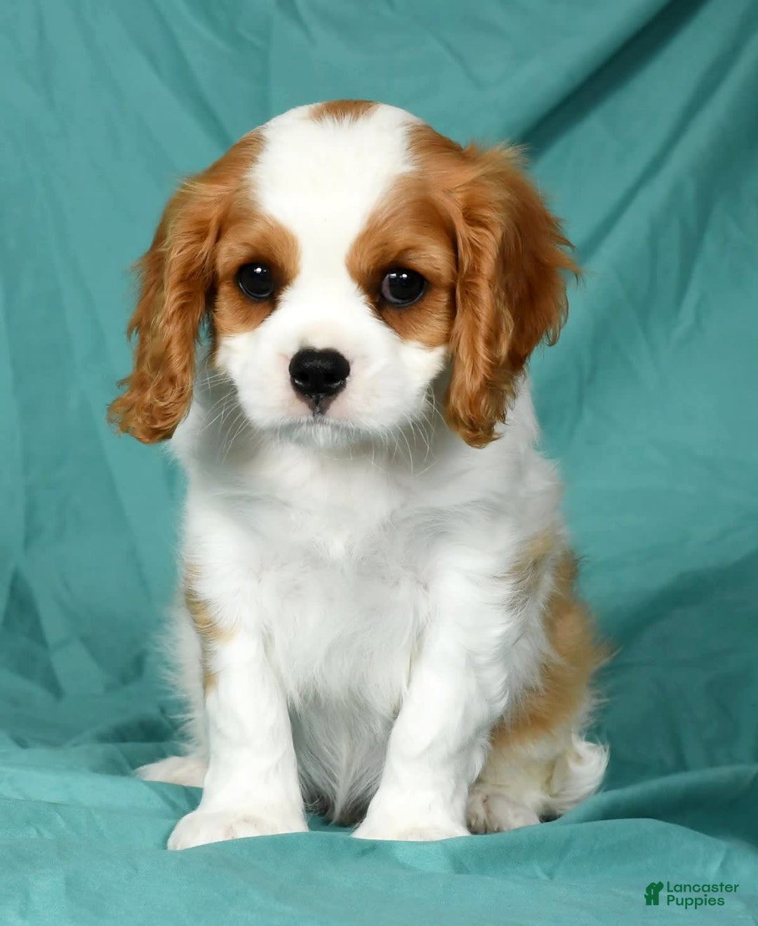 Cavalier King Charles Spaniel dogs for sale: Isaiah - Image 7