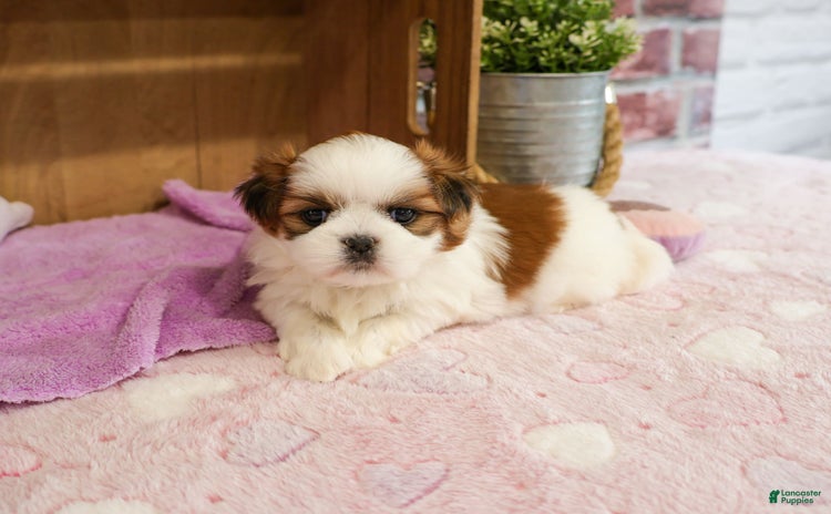 Shih Tzu dogs for sale - Ad 2