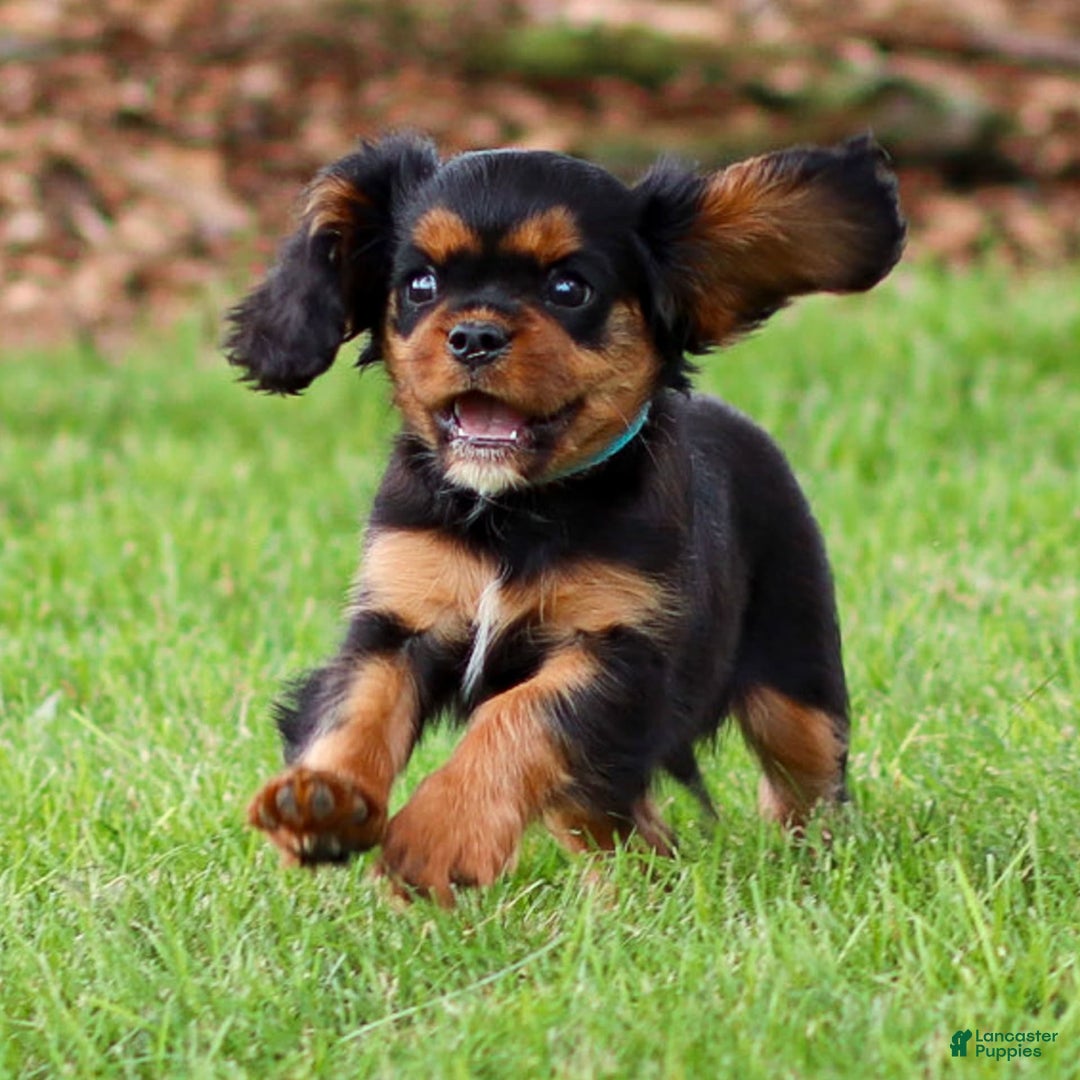 Cavalier King Charles Spaniel dogs for sale: Rocky - Image 13