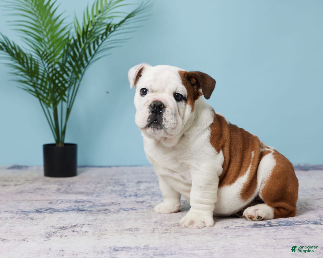 English Bulldog dogs for sale: Harley - Image 2