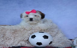 Shihpoo dogs for sale: Sophie - Image 10